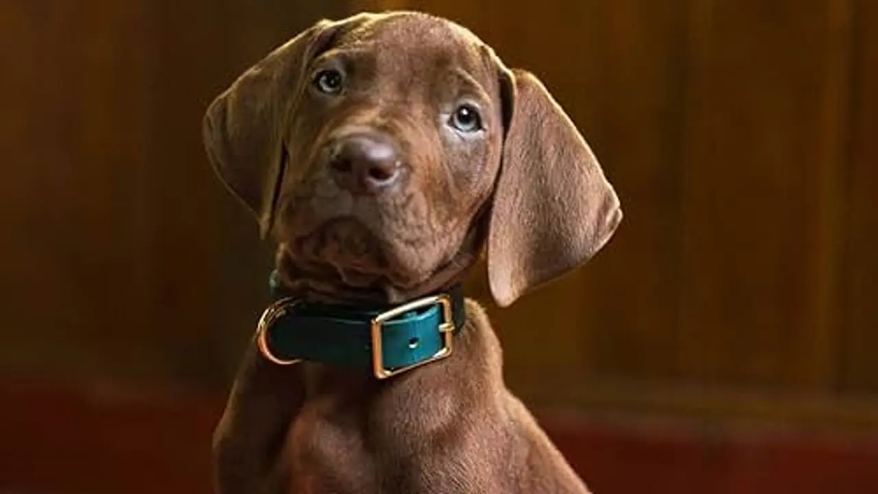 Netflix pregătește lansarea primului seriale live-action cu Scooby-Doo intitulat „Scooby-Doo: Origins”