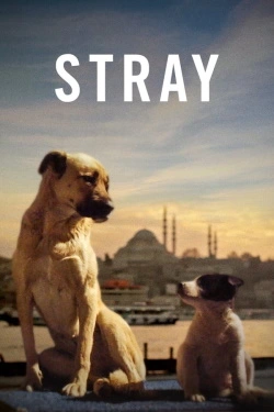Stray (2021) - Subtitrat in Romana